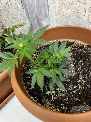 61F962E4-C85B-4416-9BCE-E4EBF90EB0E2.jpeg 61F962E4-C85B-4416-9BCE-E4EBF90EB0E2.jpeg