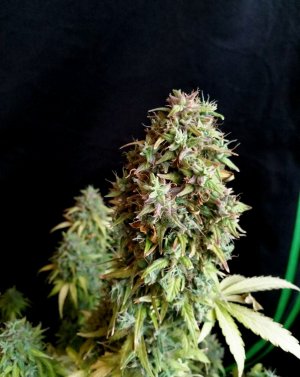 IMG_20220719_151149_489.jpg IMG_20220719_151149_489.jpg