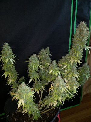 IMG_20220719_151214_271.jpg IMG_20220719_151214_271.jpg