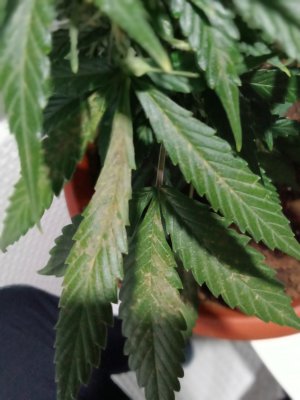 16583421394513863385640073346757.jpg 16583421394513863385640073346757.jpg