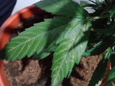 16583421977943727671145203696439.jpg 16583421977943727671145203696439.jpg