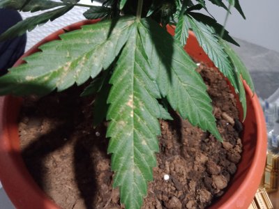 16583422279088599861888745488347.jpg 16583422279088599861888745488347.jpg