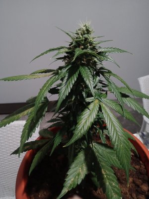 16583422597707181739913728613329.jpg 16583422597707181739913728613329.jpg