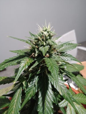 16583423023754038914129439323480.jpg 16583423023754038914129439323480.jpg