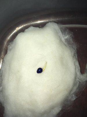 IMG_6857.JPG IMG_6857.JPG