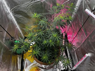 A0A6DF3C-2F3B-4006-82D4-D4686EE3C6E0.jpeg A0A6DF3C-2F3B-4006-82D4-D4686EE3C6E0.jpeg