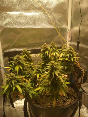 IMG_20220723_183601.jpg IMG_20220723_183601.jpg