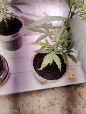 IMG20220723193310.jpg IMG20220723193310.jpg