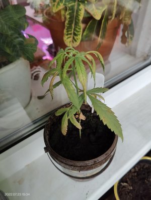 IMG20220723193439.jpg IMG20220723193439.jpg