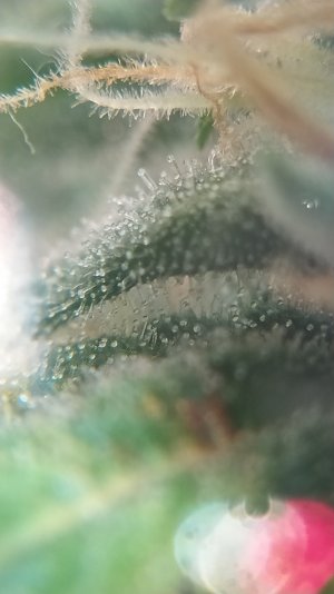 IMG_20220724_214627.jpg IMG_20220724_214627.jpg