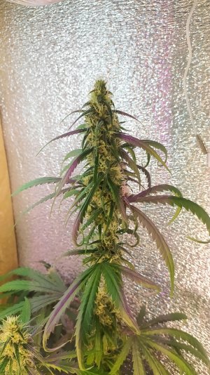 IMG_20220724_220930.jpg IMG_20220724_220930.jpg