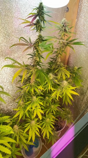 IMG_20220724_220909.jpg IMG_20220724_220909.jpg