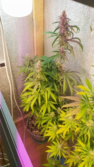 IMG_20220724_220900.jpg IMG_20220724_220900.jpg