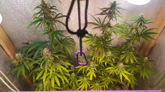 IMG_20220724_220850.jpg IMG_20220724_220850.jpg