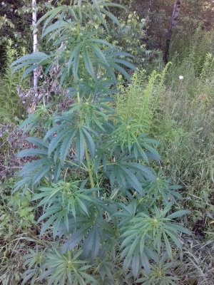 Slurricane IX 20160528_055701.jpg Slurricane IX 20160528_055701.jpg