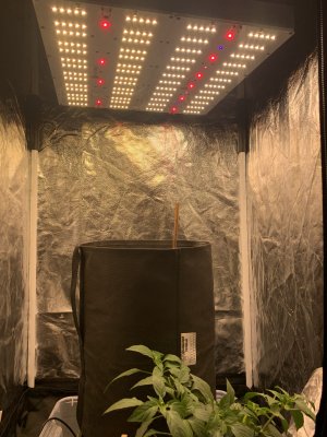 61EFB9E3-BB06-45D7-A6EB-D726B2A04D52.jpeg 61EFB9E3-BB06-45D7-A6EB-D726B2A04D52.jpeg