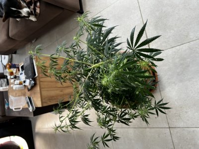 7824E1BF-50D9-4A27-B82F-DEB1C2FB9B2F.jpeg 7824E1BF-50D9-4A27-B82F-DEB1C2FB9B2F.jpeg