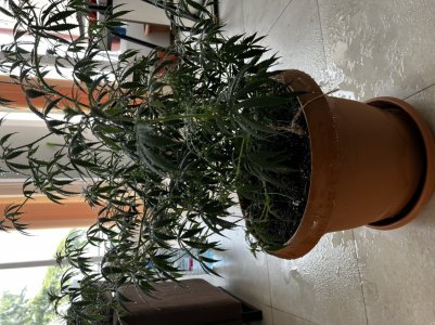 523203DC-C3B3-4F2C-A81D-8560882925F0.jpeg 523203DC-C3B3-4F2C-A81D-8560882925F0.jpeg