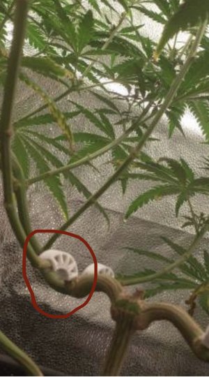 приблуда.jpg приблуда.jpg