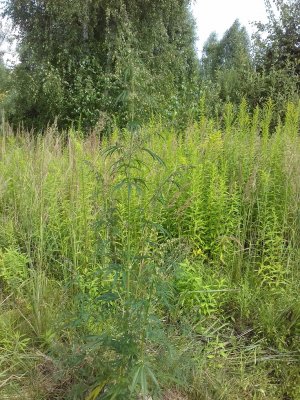 20160603_013832.jpg 20160603_013832.jpg