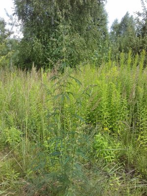 20160603_013839.jpg 20160603_013839.jpg