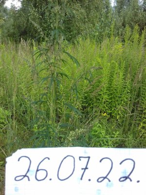 20160603_013856.jpg 20160603_013856.jpg