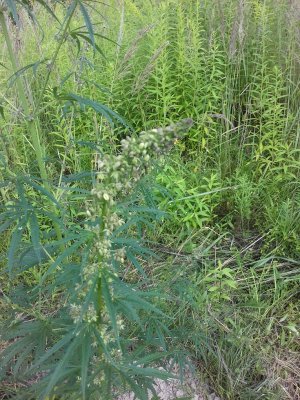 20160603_013908.jpg 20160603_013908.jpg