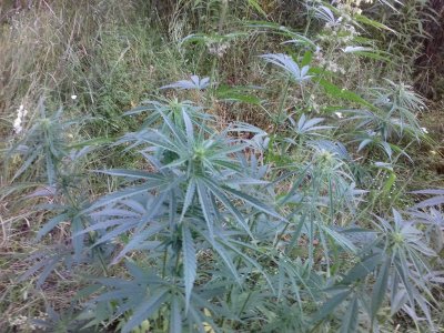 20160605_061752.jpg 20160605_061752.jpg