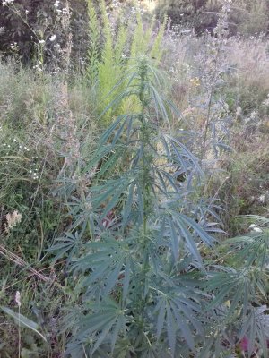 20160605_062222.jpg 20160605_062222.jpg