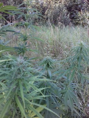 20160605_062446.jpg 20160605_062446.jpg