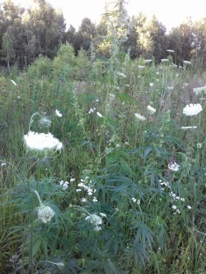 20160605_065401.jpg 20160605_065401.jpg