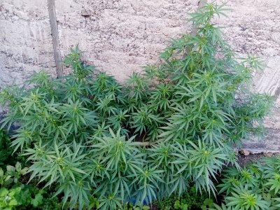 бочка--.jpg бочка--.jpg