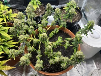 3E677676-A962-465A-9068-5F0DBBA3AD9D.jpeg 3E677676-A962-465A-9068-5F0DBBA3AD9D.jpeg