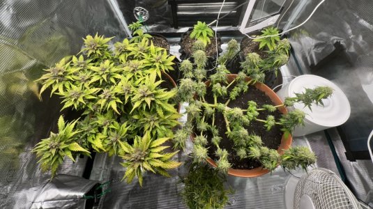 5F2FA260-7558-4786-B742-C97D71974A3F.jpeg 5F2FA260-7558-4786-B742-C97D71974A3F.jpeg