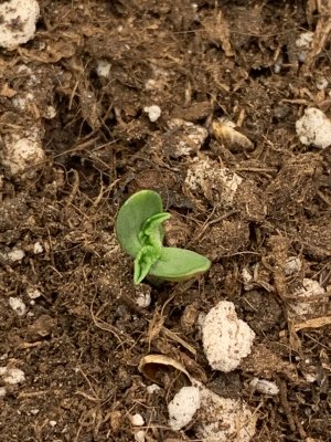 4CBE01ED-8B85-474F-9C55-B30A0CFCB5A0.jpeg 4CBE01ED-8B85-474F-9C55-B30A0CFCB5A0.jpeg