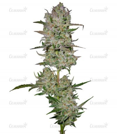 sort_Jack_47_Auto.jpg sort_Jack_47_Auto.jpg