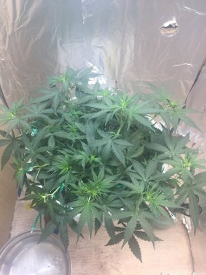 C8331919-B4A0-4A69-911F-58ED64805D0E.jpeg C8331919-B4A0-4A69-911F-58ED64805D0E.jpeg