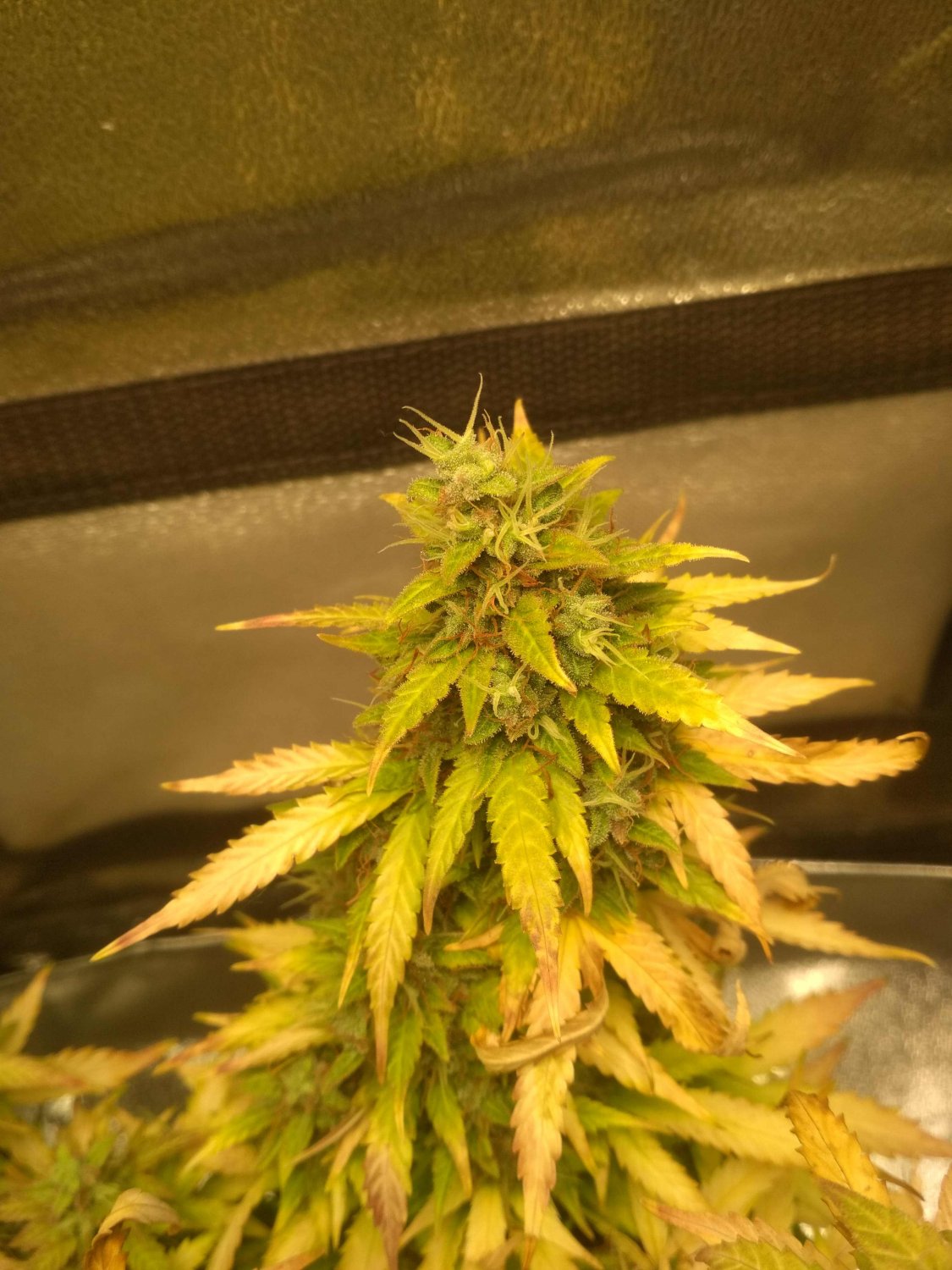 IMG_20220802_210123.jpg IMG_20220802_210123.jpg