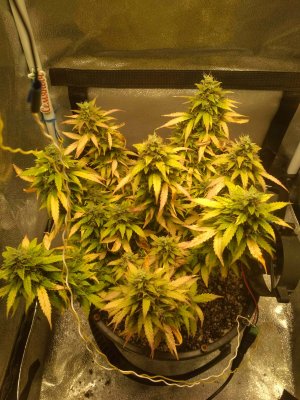 IMG_20220802_210102.jpg IMG_20220802_210102.jpg