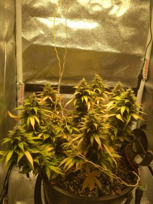 IMG_20220802_210043.jpg IMG_20220802_210043.jpg