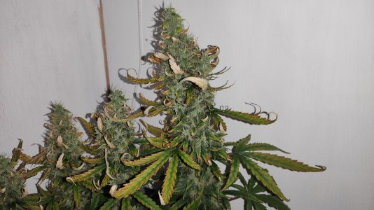 IMG_20220803_002412 — копия.jpg IMG_20220803_002412 — копия.jpg