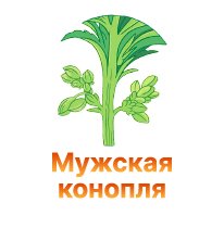 9-Muzhskaya konoplya-100.jpg 9-Muzhskaya konoplya-100.jpg