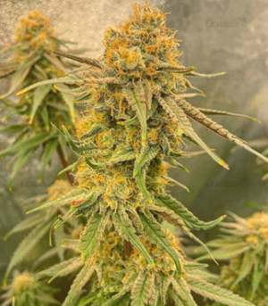 1659550215787.png 1659550215787.png