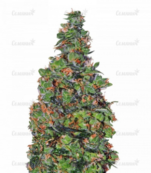 1659551415765.png 1659551415765.png