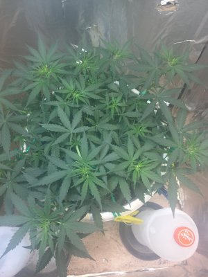 EFE82118-F9F9-4566-9938-7D0BED35FDDA.jpeg EFE82118-F9F9-4566-9938-7D0BED35FDDA.jpeg