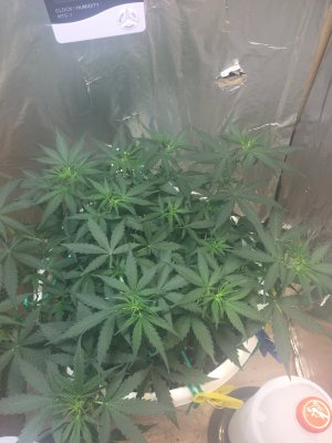 71D882BC-BD38-4AC2-BE97-559483942491.jpeg 71D882BC-BD38-4AC2-BE97-559483942491.jpeg