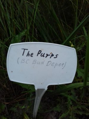 20160609_055809.jpg 20160609_055809.jpg