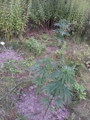 20160609_060033.jpg 20160609_060033.jpg