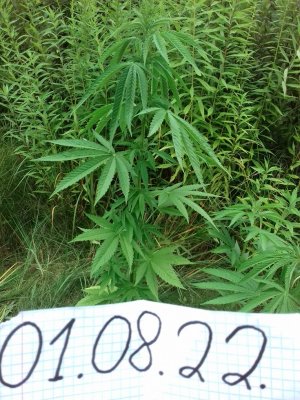 20160609_060347.jpg 20160609_060347.jpg