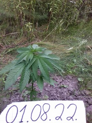 20160609_060459.jpg 20160609_060459.jpg